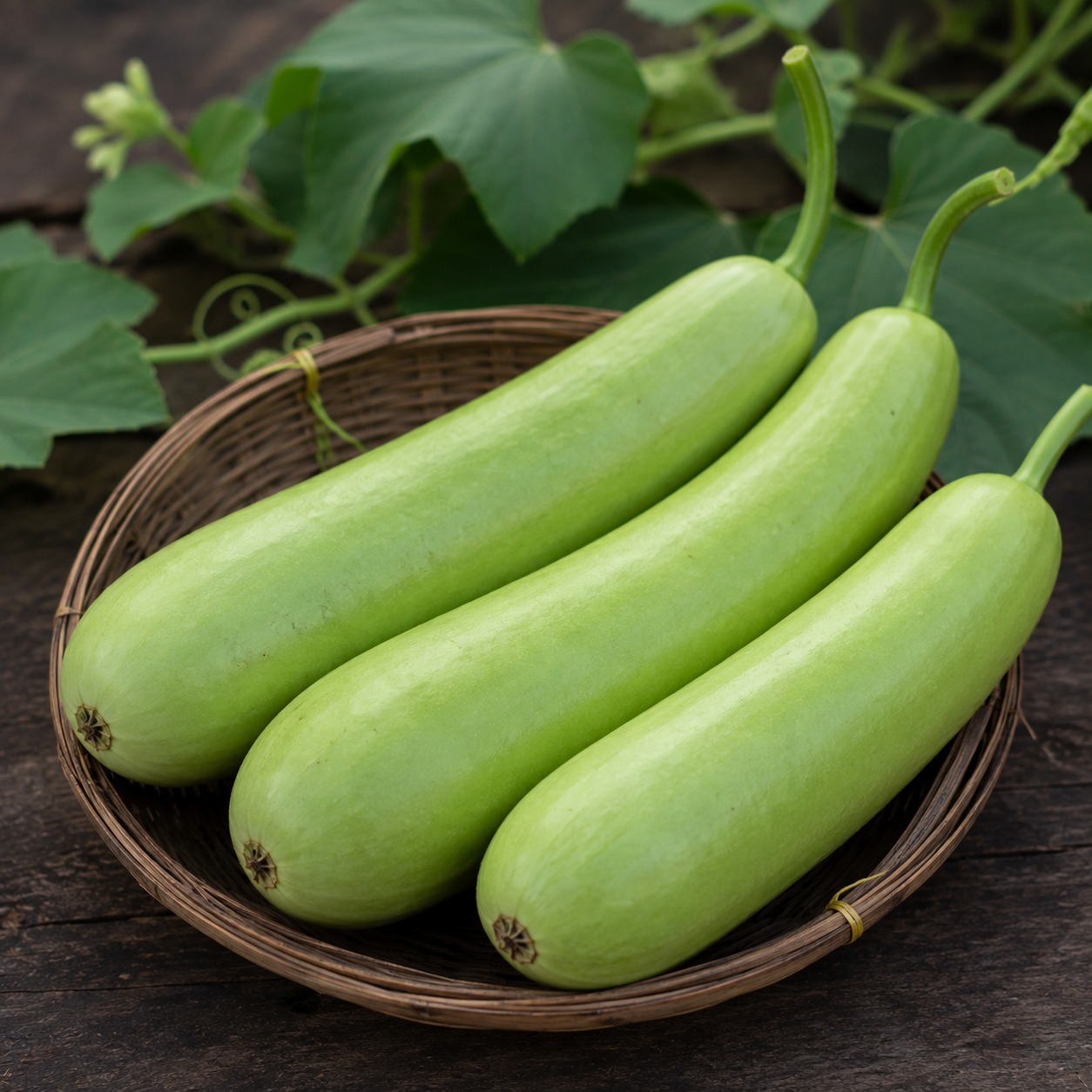 Bottle Gourd