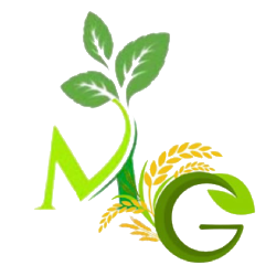 Mint Grow
